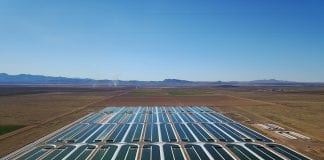 Морський коктейль: виробники білка з водоростей отримали $10 млн інвестицій