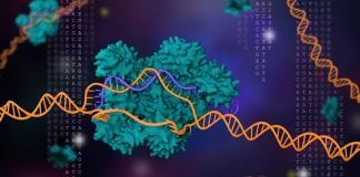 Тунець із кавоварки: агрентинці хочуть добувати протеїн із міцелію грибів