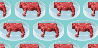 Стейк замість герані. У 2050 році вирощування клітинного м’яса вдома стане нормою