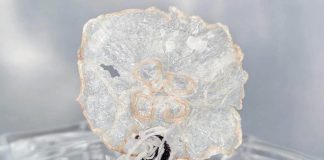 Планктон для офісів. Снеками майбутнього будуть низькокалорійні чіпси з медуз