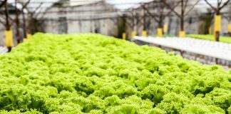 Овочі, що ростуть в магазині. До 2025 року гідропоніка стане хітом продажів