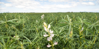 «Ідеальне м’ясо» з солодкого люпину. Його можна додати в суп або пельмені