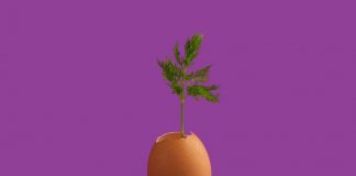 Омлет із водоростей. Яйця без курей виготовляють із жовтої хлорели та вирощують у лабораторії