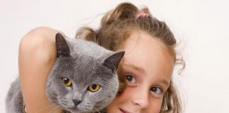 Nestlé в Україні представила корм, що зменшує рівень алергенів у котів