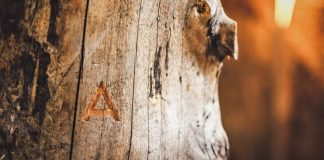 Ланч із тирси. З відходів деревини створили високозасвоюваний білок