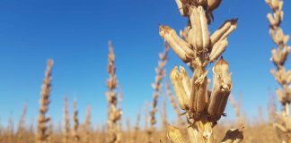 Жуй кунжут. Штучний інтелект вирощує «смарт-кунжут» з підвищеним вмістом білку