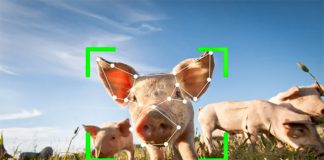 Новини про альтернативний білок