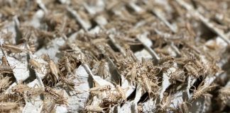 Виробник крекерів із цвіркунів запускає франчайзинг. Вхід у бізнес – 300 тис. євро