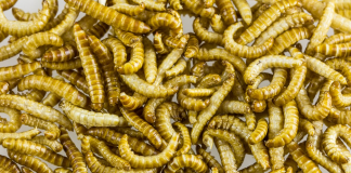 Молоко пропонують замінити борошнистими черв’яками: це так же поживно
