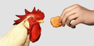 Виробник курячих нагетсів з гороху залучив $50 млн, щоб потроїти свою команду