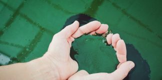 Собаку з’їли: корейський стартап виростив яловичий стейк за ціною традиційного м’яса