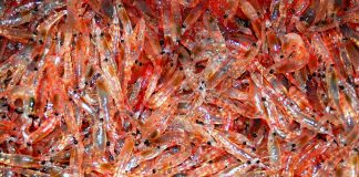 Норвезькі біотехнологи робитимуть інноваційні продукти з перемеленого криля