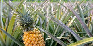 Шкіра з ананасів — нова сировина для Nike, H&M та Hugo Boss від найбільшого виробника фруктів