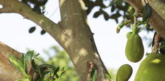 Стартап розробив ковбасу з плодів хлібного дерева – робити бутерброди більше не потрібно