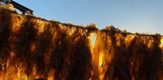 Пляжний бургер та крабовий пиріг: канадські гіганти створюють м’ясо з цукрових водоростей