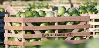 Британці першими у світі перетворять капусту в білок майбутнього