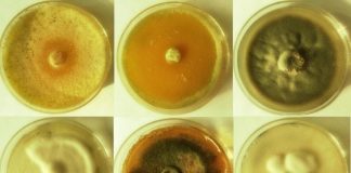 Фінські вчені створили яєчний білок з грибів, якими залатують тріщини в бетоні