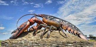 Піонер у сфері лабораторного м’яса починає вирощувати в лабораторіях омарів