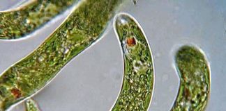 В Каліфорнії з водоростей створили яйця, які підвищують розумову та фізичну працездатність