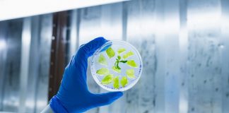 Вирощувати лабораторне м’ясо на тютюні виявилося в 500 тисяч разів дешевше