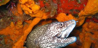 В океані майже не залишилось вугрів. Тепер їх вирощуватимуть у лабораторії