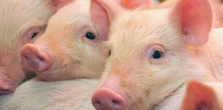 Університет штату Вашингтон вперше в історії отримав схвалення FDA на виробництво генномодифікованої свинини