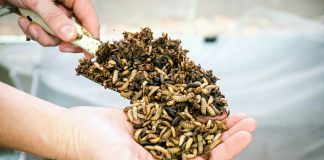 Продовольчий гігант Bunge інвестує у їжу майбутнього – продукти з комах