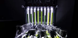 Чехи виростили з водоростей та клітин дешеве м’ясо для гамбургерів