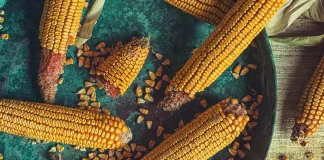 Американський стартап вирощує яловичину на кукурудзі