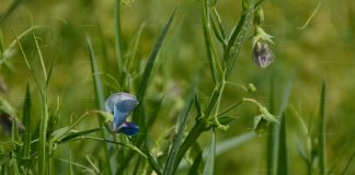 Вчені перетворять стародавню отруйну рослину в їжу, яка переживе апокаліпсис