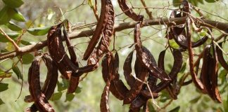 Ізраїльський стартап створив цукрозамінник, який бореться з раком