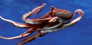 Інкубатор інновацій шукає стартапи, які вирощують м’ясо найрозумніших безхребетних