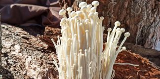 Канадський стартап створює морепродукти із грибів енокі та кореня чистотілу