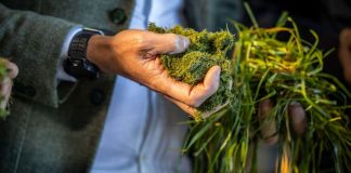 Нідерландський стартап створює протеїн із стебел помідорів та трави