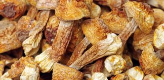 Споживачі переходять з кофеїну на гриби-адаптогени. Краще концентрація