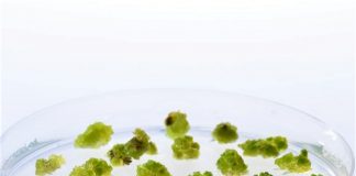 Вчені виростять у лабораторії персики, вишні та яблука. Без дерев