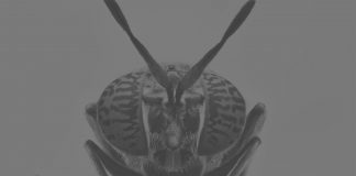 В Європі створять велику мережу комашиних ферм на штучному інтелекті