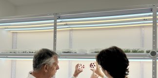 Ізраїльська компанія культивує у лабораторії ягоди. Рослини більше не потрібні