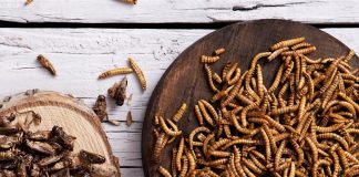 М’ясний гігант побудує завод з переробки комах на білки та жири