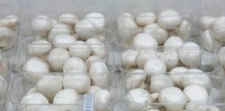 Поляки розробили наклейки, які подовжують термін зберігання грибів