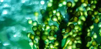 Мікроводорості стануть їжею майбутнього — інвестори несуть гроші