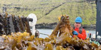 М’ясо, БАДи, упаковка — все це стартап робить із морської капусти