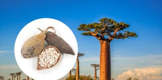 Австрійська компанія створила морозиво із плодів мавпячого дерева