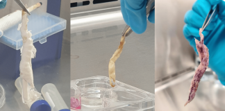 Одна з найбільших країн світу розгортає лабораторії для вирощування «королівської» риби