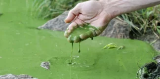 Водорості зі зміненими генами виробляють продукт, схожий на справжнє м’ясо