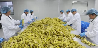 Вчені пропонують замінити коров’яче молоко бамбуком: що у ньому особливого