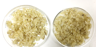 Вчені назвали несподіваний інгредієнт, який покращує рослинне м’ясо