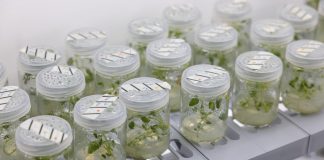 Стартап змусив картоплю виробляти яйця. Підійдуть для випічки та морозива