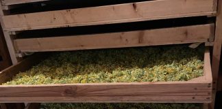 Швейцарка сушить на Тернопільщині органічні чаї за прадавнім методом