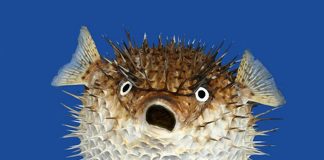 Студенти отримали майже $1 млн на створення морепродуктів за допомогою ШІ